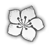Flowers Bloom